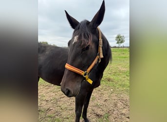 German Trotter, Mare, 5 years, 15 hh, Bay-Dark