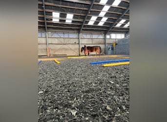 German Trotter, Mare, 5 years, 15,1 hh, Bay-Dark