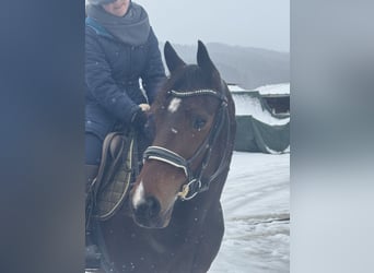 German Trotter, Mare, 5 years, 15,2 hh, Brown