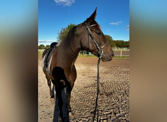 German Trotter, Mare, 5 years, 15,2 hh