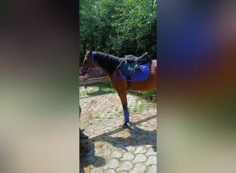 German Trotter, Mare, 5 years, 16 hh, Bay-Dark