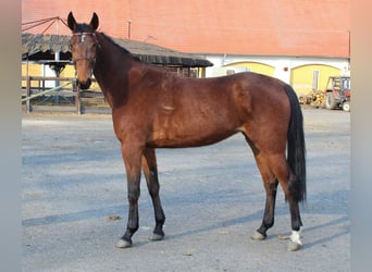 German Trotter, Mare, 5 years, Brown