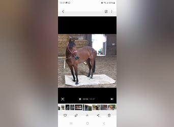 German Trotter, Mare, 6 years, 14,2 hh, Brown