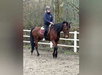 German Trotter, Mare, 6 years, 15.2 hh, Brown