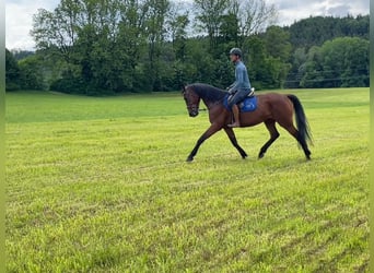 German Trotter, Mare, 6 years, 16 hh, Brown