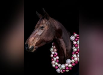 German Trotter, Mare, 7 years, 14,2 hh, Brown