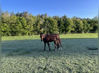 German Trotter, Mare, 7 years, 14,3 hh, Brown