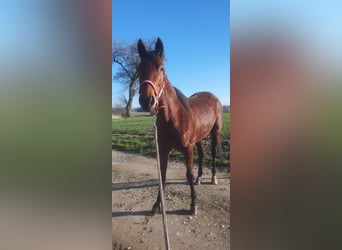 German Trotter, Mare, 7 years, 15.1 hh, Brown