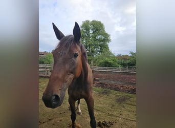 German Trotter, Mare, 7 years, 15.1 hh, Brown