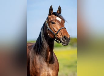 German Trotter, Mare, 7 years, 15,1 hh, Brown