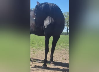 German Trotter, Mare, 7 years, 15.3 hh, Black