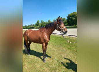 German Trotter, Mare, 7 years, 15,1 hh, Brown