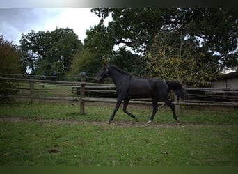 German Trotter, Mare, 7 years, 16.1 hh, Bay-Dark