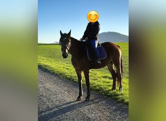 German Trotter, Mare, 7 years, 16.1 hh, Brown