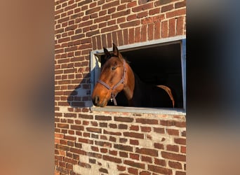 German Trotter, Mare, 7 years, 17 hh, Brown