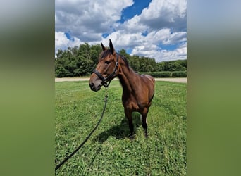 German Trotter, Mare, 7 years, Brown