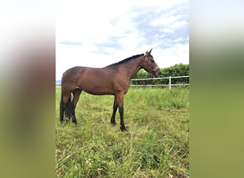 German Trotter, Mare, 8 years, 15.1 hh, Brown