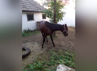 German Trotter, Mare, 8 years, 15.2 hh, Chestnut-Red