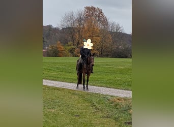 German Trotter, Mare, 8 years, 15.3 hh, Brown