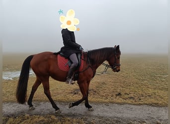 German Trotter, Mare, 8 years, 15.3 hh, Brown