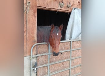 German Trotter, Mare, 8 years, 15.3 hh, Brown