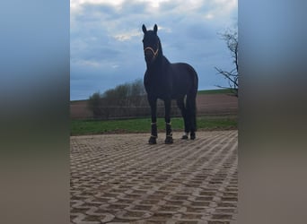 German Trotter, Mare, 8 years, 15 hh, Brown