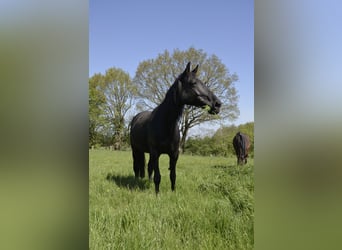 German Trotter, Mare, 8 years, 16.2 hh, Bay-Dark