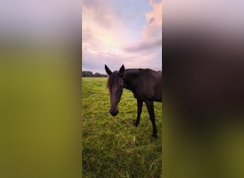 German Trotter, Mare, 8 years, 16 hh, Bay-Dark