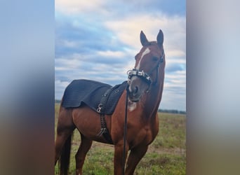 German Trotter, Mare, 8 years, 16 hh, Chestnut-Red