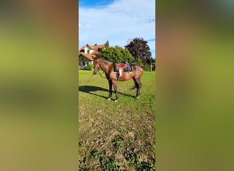 German Trotter, Mare, 8 years, 16,1 hh, Bay-Dark