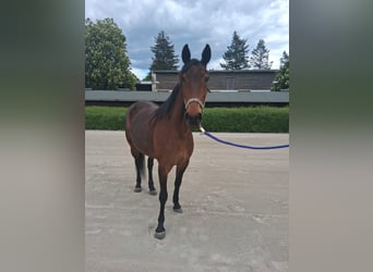 German Trotter, Mare, 9 years, 14,2 hh, Brown