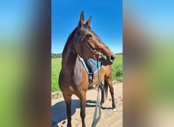 German Trotter, Mare, 9 years, 15.1 hh, Brown