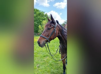 German Trotter, Mare, 9 years, 15,1 hh, Brown