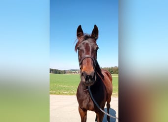 German Trotter, Mare, 9 years, 16 hh, Bay-Dark