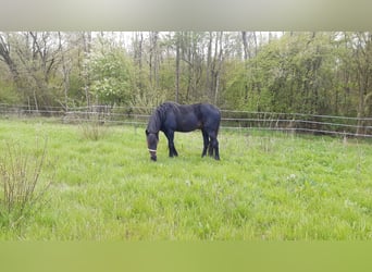 German Trotter, Stallion, 24 years, 15.2 hh, Bay-Dark