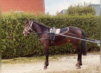German Trotter, Stallion, 2 years, 16 hh, Brown