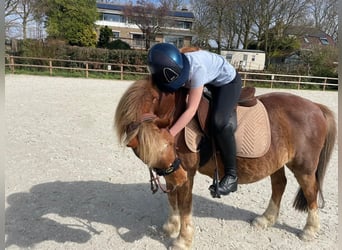 Gezocht: Leasepony (D / kleine E) voor ervaren amazone (11 jaar)