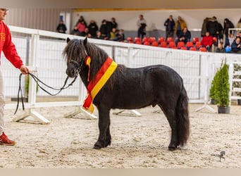 Shetland, Stallone, 3 Anni, 104 cm, Morello