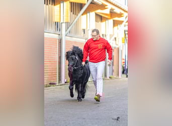 Shetland, Stallone, 3 Anni, 104 cm, Morello