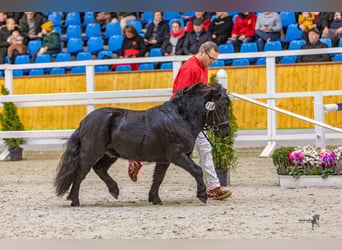 Shetland, Stallone, 3 Anni, 104 cm, Morello