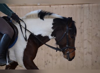 Lewitzer, Hengst, 13 Jaar, 144 cm, Gevlekt-paard
