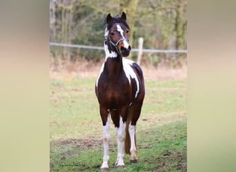 Lewitzer, Hengst, 13 Jaar, 144 cm, Gevlekt-paard