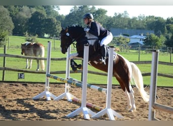 Lewitzer, Stallion, 13 years, 14 hh, Pinto
