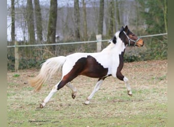 Lewitzer, Stallone, 15 Anni, 144 cm, Pezzato