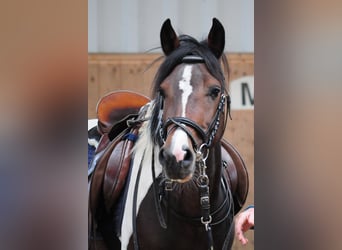 Lewitzer, Stallone, 15 Anni, 144 cm, Pezzato