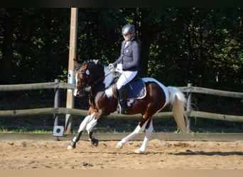 Lewitzer, Stallone, 15 Anni, 144 cm, Pezzato