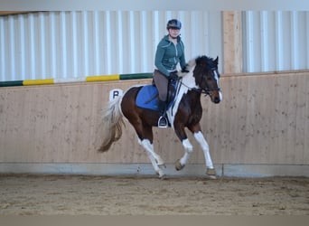 Lewitzer, Stallone, 15 Anni, 144 cm, Pezzato
