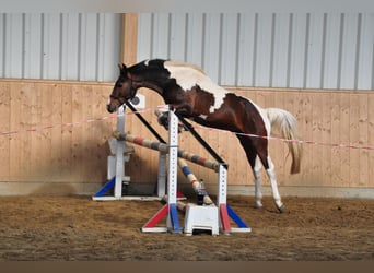 Lewitzer, Stallone, 15 Anni, 144 cm, Pezzato