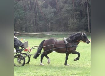 Welsh-C, Hengst, 21 Jaar, 134 cm, Bruin