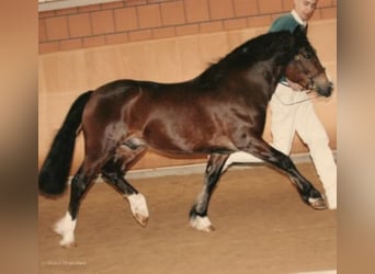 Welsh C (of Cob Type), Stallion, 22 years, 13 hh, Brown